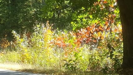 Epping Auto Sales & Salvage Yard